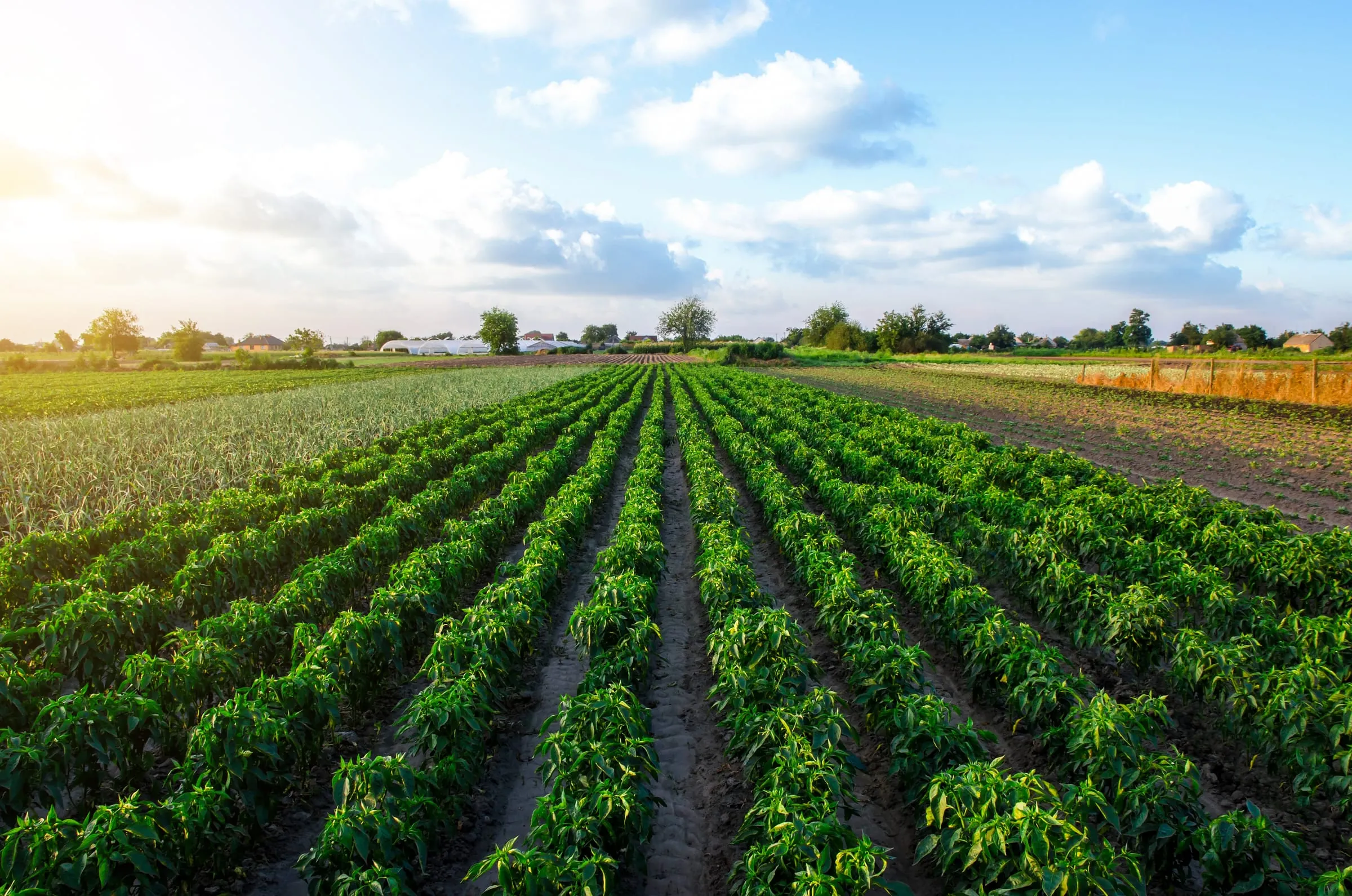 Fertile Zeta farmland and orchards